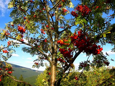 tn_IMG_2197_JPG.jpg