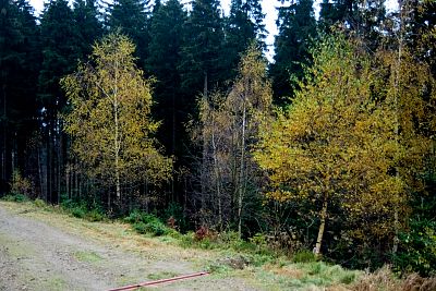 tn_IMG_0590rw_jpg.jpg